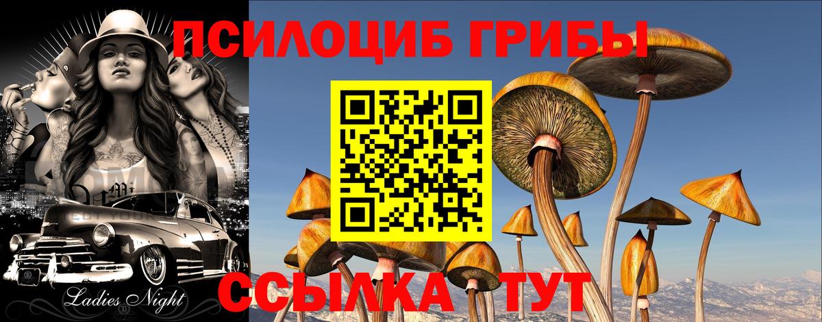 купить наркотики сайты  Астрахань  Псилоцибиновые грибы мицелий  Псилоцибиновые грибы Psilocybine cubensis 